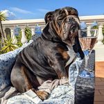 Profile Picture of Arnold British Buldog (@bulldog_arnold_) on Instagram