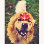 Profile Picture of Bradley Benton🍂 (@bradleybthedog) on Instagram