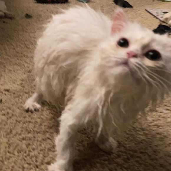 Profile Picture of Alexis Holbert (@alexisholbert99) on Poshmark