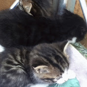 Profile Picture of Alexa Hayes (@alexahayes1321) on Youtube