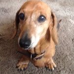 Profile Picture of Fritz And Charlie Jeffries (@fritzandchaz) on Instagram