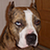 Profile Picture of Lucia Oberste (@Lucia Rose) on Flickr