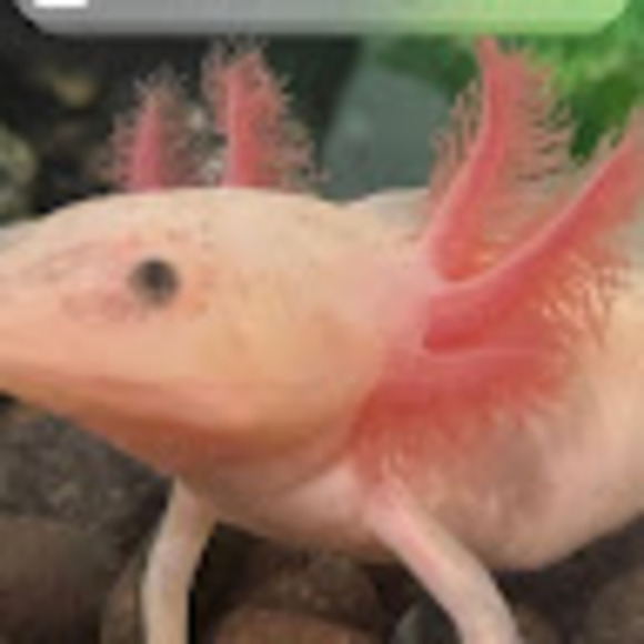 Profile Picture of Patrick Geddie (@geddiep) on Poshmark