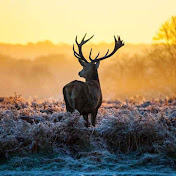 Profile Picture of Steve Kamp (@stevekamp6581) on Youtube