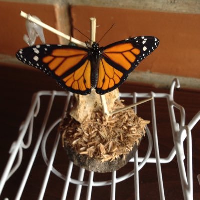 Profile Picture of Mari Jiménez (@marijimenez2811) on Twitter