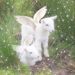 Profile Picture of theresa_fy (@freyther2) on Pinterest
