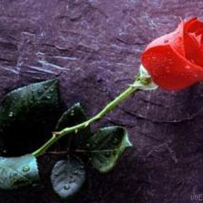 Profile Picture of Elizabeth Colin (@@elizabethcolin8) on Twitter