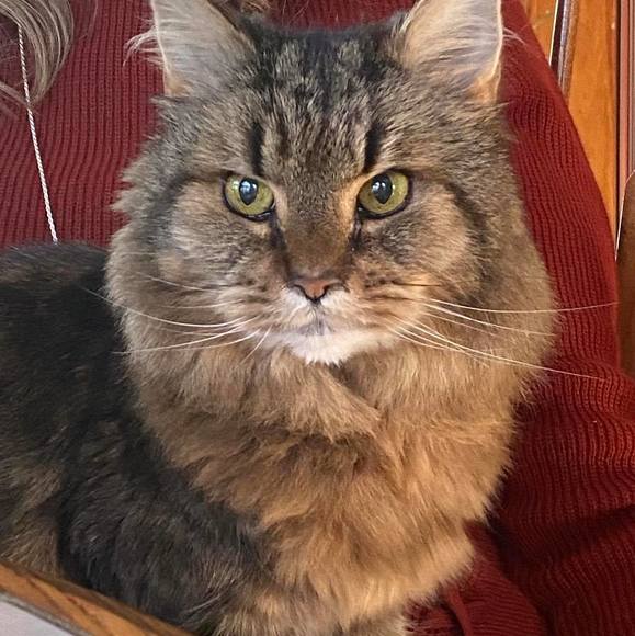 Profile Picture of Grace Cribbins (@gracecribbins) on Poshmark