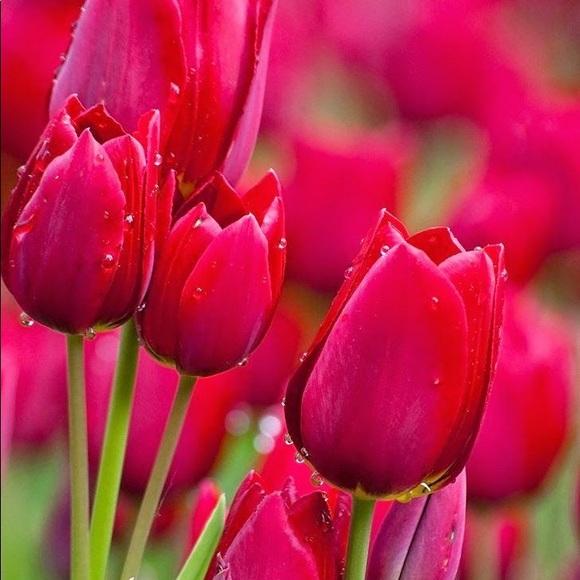 Anna Katsnelson - Poshmark Profile Picture of Anna Katsnelson (@anuta183) on Poshmark