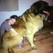 Profile Picture of Leonberger Marco ~ Best Dog Ever! (@MarcotheLeo6) on Pinterest