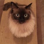 Profile Picture of Shawn G. (@shawn.goffinet) on Instagram