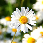 Profile Picture of Meri Mullicane (@merimullicane1926) on Youtube