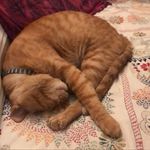Profile Picture of Da Maulo, Garfield, Papagino (@damaulo) on Instagram