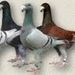 Profile Picture of Peter Wiegand (@peterwiegand01) on Pinterest