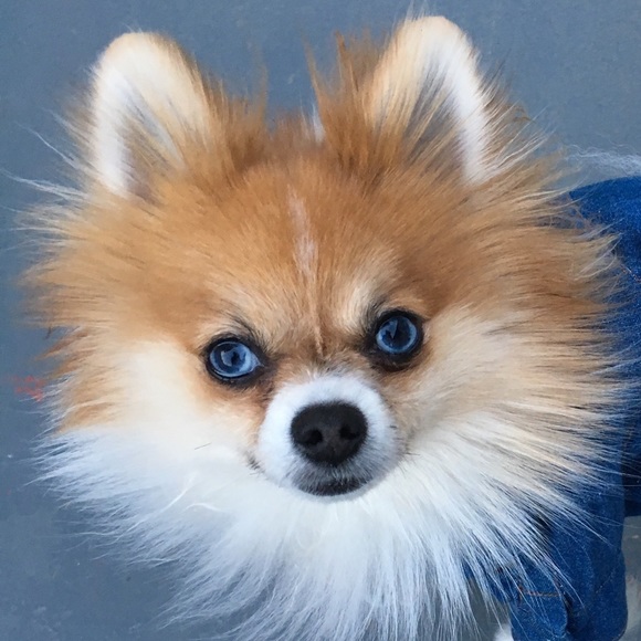 Profile Picture of Lacy Adams (@jacquesbleu) on Poshmark