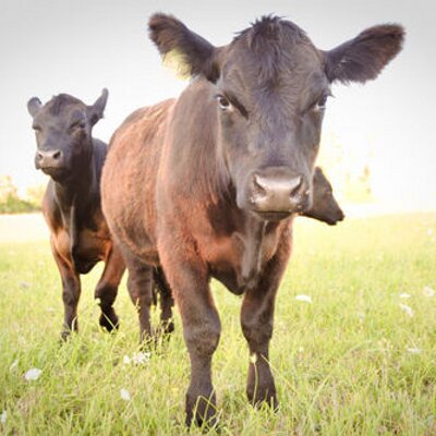 Profile Picture of Provenance Farm (@provenancefarm) on Twitter