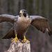 Profile Picture of Jason Koster (@07jkoster) on Pinterest