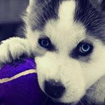 Profile Picture of Daniel (@danistarr2000) on Instagram