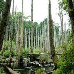 Profile Picture of george_cheng (@george_cheng) on Instagram