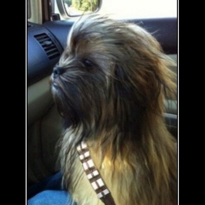 Profile Picture of Tim Ott (@timott4) on Twitter