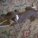 Profile Picture of Dixie Duff (@dpoe54) on Pinterest