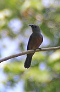 Profile Picture of Island monarchon Wikipedia
