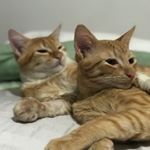 Profile Picture of adão humberto e ivo lúcio (@adaoeivogatineos) on Instagram