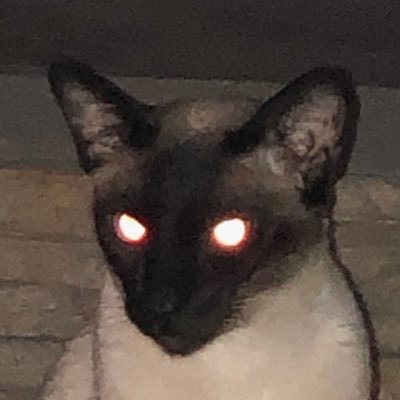 Profile Picture of Gato Gang🧡💛 (@gang_gato) on Twitter