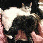 Profile Picture of shelley_talbot (@shelley_talbot) on Tiktok