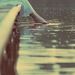 Profile Picture of Sarah Rustom (@sarahrustom9) on Pinterest