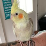 Profile Picture of Martin Forbes (@bilbytheparrot) on Instagram