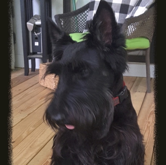 Profile Picture of Leslie Connor (@chapinchick) on Poshmark