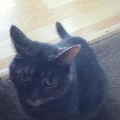 Profile Picture of Michael Van Sickle (@videomaster01) on Twitter