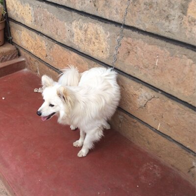 Profile Picture of Thomas  Macharia (@tmacharia4) on Twitter