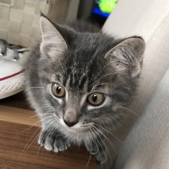 Profile Picture of Rose Riveness (@roseriveness) on Poshmark