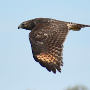 Profile Picture of Raymond Doyle (@rayedoyle) on Youtube