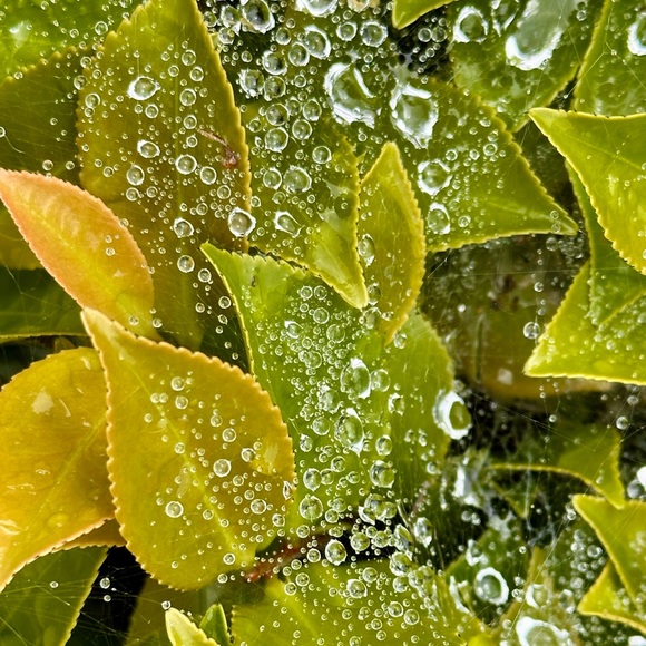 Profile Picture of Lili Limjoco (@lisafricker) on Poshmark