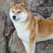 Mitchell Snyder - Youtube Profile Picture of Mitchell Snyder (@mitchellsnyder2483) on Youtube