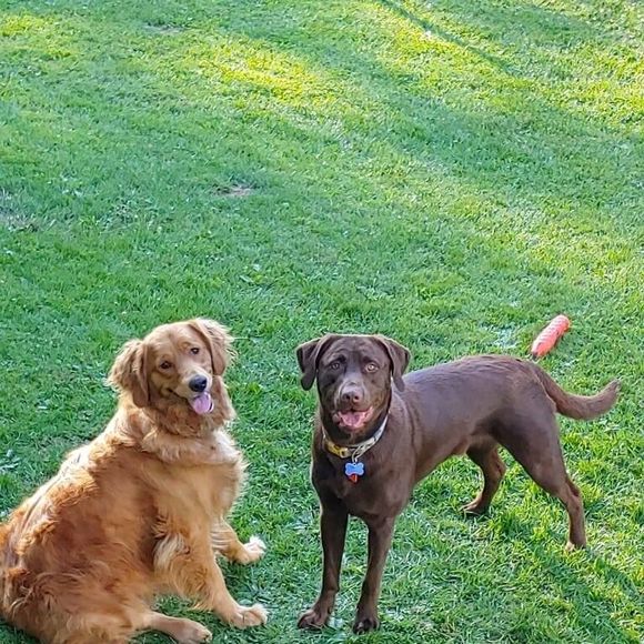 Profile Picture of Alexa Pedersen (@apedersen529) on Poshmark