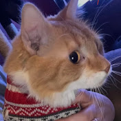 Profile Picture of Lori Allen (@LoriAllen-g9r) on Youtube