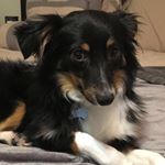 Ralph Thomas Osborne - Instagram Profile Picture of Ralph Thomas Osborne (@ralph_the_miniaussie) on Instagram