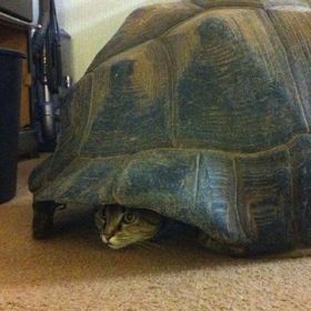 Lucy Barton - Pinterest Profile Picture of Lucy Barton (@lucytolondon) on Pinterest