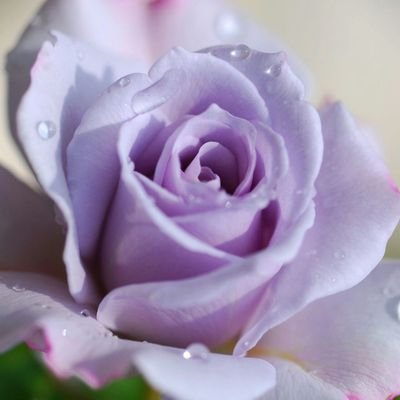 Profile Picture of Dianne Fricks (@DianneFricks) on Twitter