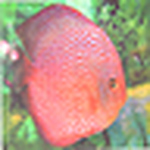 Profile Picture of Chee Keng Kok (@chee_keng_kok) on Flickr