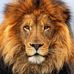 Profile Picture of David Lion (@davedas.lion) on Facebook
