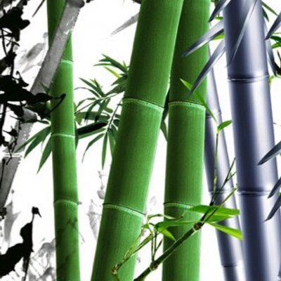 Profile Picture of Vincent Yuan (@vincent780119) on Twitter