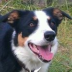 Profile Picture of Bob da Collie (@bobcollie) on Instagram