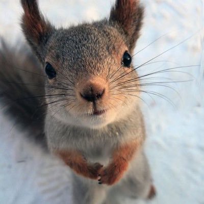 Profile Picture of Patti Pohl (@PatPohl) on Twitter