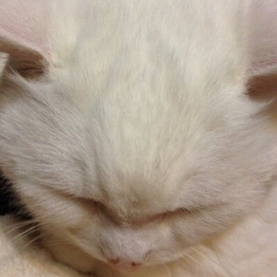 Profile Picture of Akio Yoshida (@Akio1203) on Twitter