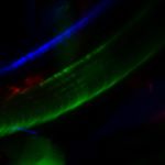 Profile Picture of adam Dandashi (@adamdandilly) on Instagram